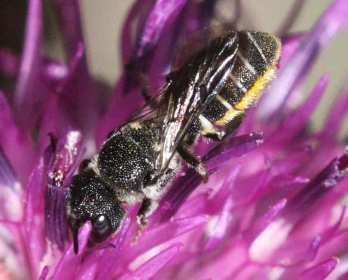Réf. 317 282 : Heriades sp.